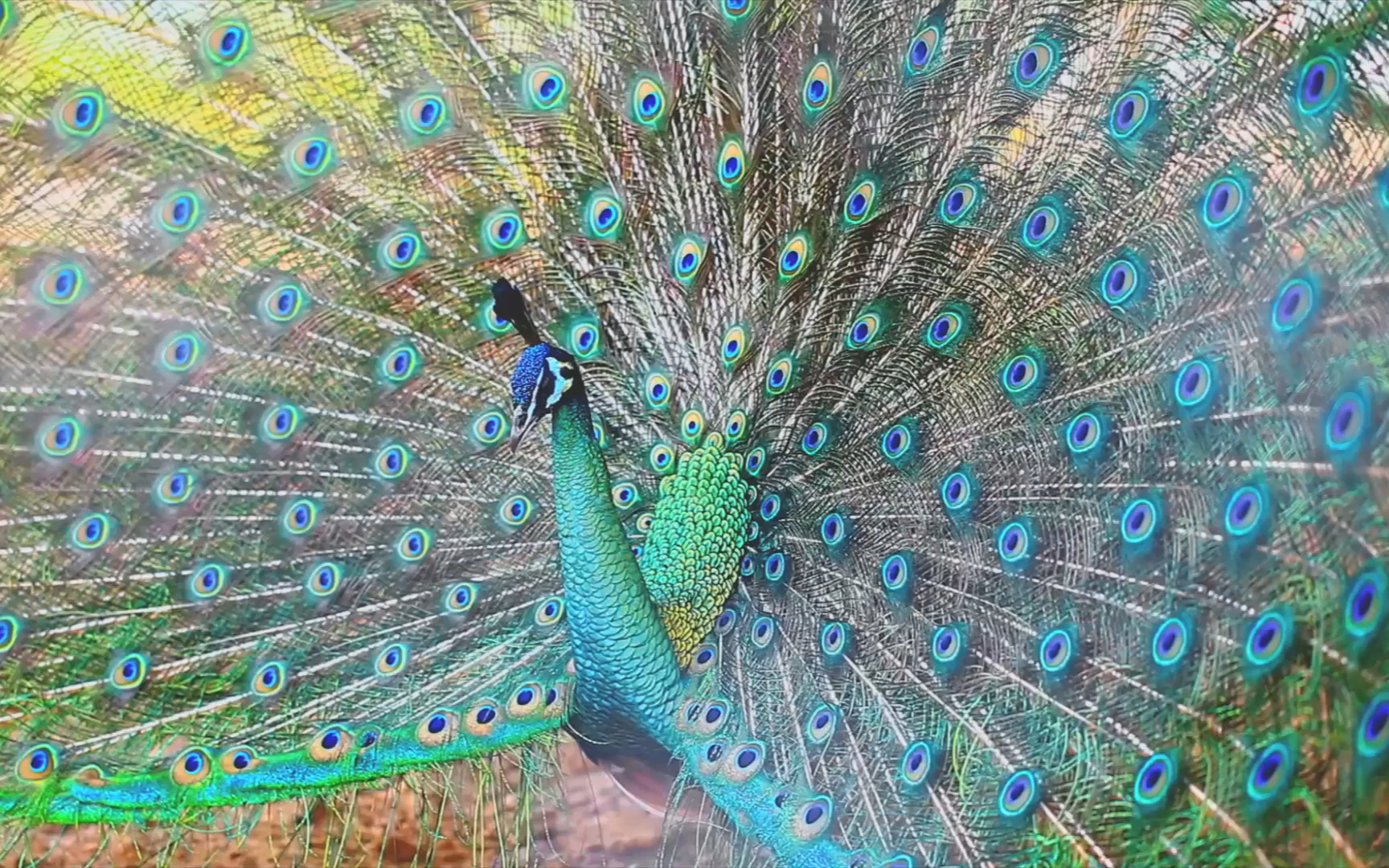 爱游戏入口-禽[=-爱游戏入口